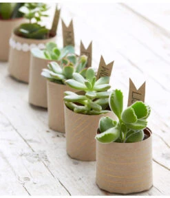 Mini Sukkulenten, Verschiedene Sorten -Gartenbedarfsgeschäft 8722514 PR MO 006 Sukkulenten