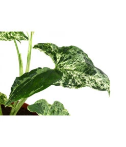 Purpurtute - Syngonium Podophyllum 'Mottled' -Gartenbedarfsgeschäft 8731432 WE DE 001 PurpurtuteSyngoniumMottledT12