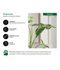 Purpurtute - Syngonium Podophyllum 'Mottled' -Gartenbedarfsgeschäft 8731432 WE IG 001 PurpurtuteSyngoniumMottled