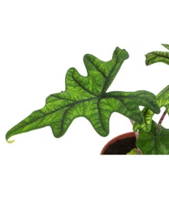 Pfeilblatt - Alocasia 'Jacklyn' -Gartenbedarfsgeschäft 8732760 WE DE 001 PfeilblattJacklynT14