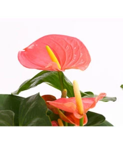 Große Flamingoblume - Anthurium Andreanum 'Adios', Verschiedene Sorten 19 Große Flamingoblume - Anthurium Andreanum 'Adios', Verschiedene Sorten -Gartenbedarfsgeschäft 8736266 WE DE 001 AnthurieAnthuriumAdios5FarbmixT17DehnerExpressHerzig