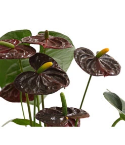 Große Flamingoblume - Anthurium Andreanum 'Adios', Verschiedene Sorten 21 Große Flamingoblume - Anthurium Andreanum 'Adios', Verschiedene Sorten -Gartenbedarfsgeschäft 8736266 WE DE 003 AnthurieAnthuriumAdios5FarbmixT17DehnerExpressHerzig