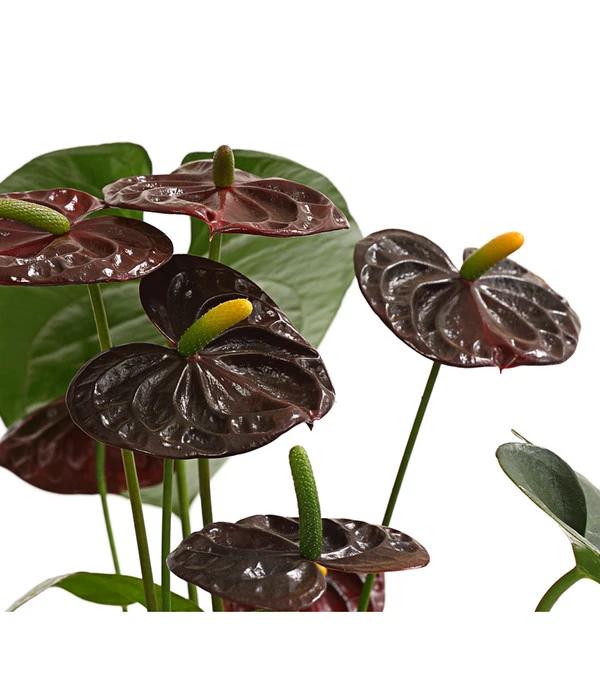 Große Flamingoblume - Anthurium Andreanum 'Adios', Verschiedene Sorten 10 Große Flamingoblume - Anthurium Andreanum 'Adios', Verschiedene Sorten – Bild 8