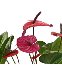 Große Flamingoblume - Anthurium Andreanum 'Adios', Verschiedene Sorten 22 Große Flamingoblume - Anthurium Andreanum 'Adios', Verschiedene Sorten -Gartenbedarfsgeschäft 8736266 WE DE 004 AnthurieAnthuriumAdios5FarbmixT17DehnerExpressHerzig