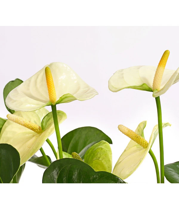 Große Flamingoblume - Anthurium Andreanum 'Adios', Verschiedene Sorten 12 Große Flamingoblume - Anthurium Andreanum 'Adios', Verschiedene Sorten – Bild 10