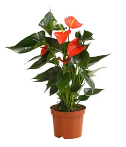 Große Flamingoblume - Anthurium Andreanum 'Adios', Verschiedene Sorten 15 Große Flamingoblume - Anthurium Andreanum 'Adios', Verschiedene Sorten -Gartenbedarfsgeschäft 8736266 WE FS 002 AnthurieAnthuriumAdios5FarbmixT17DehnerExpressHerzig
