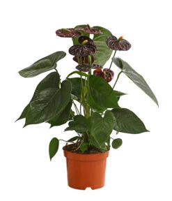 Große Flamingoblume - Anthurium Andreanum 'Adios', Verschiedene Sorten 16 Große Flamingoblume - Anthurium Andreanum 'Adios', Verschiedene Sorten -Gartenbedarfsgeschäft 8736266 WE FS 003 AnthurieAnthuriumAdios5FarbmixT17DehnerExpressHerzig