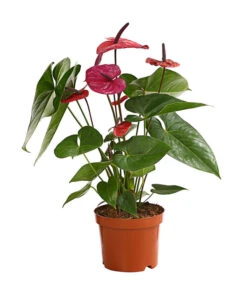 Große Flamingoblume - Anthurium Andreanum 'Adios', Verschiedene Sorten 17 Große Flamingoblume - Anthurium Andreanum 'Adios', Verschiedene Sorten -Gartenbedarfsgeschäft 8736266 WE FS 004 AnthurieAnthuriumAdios5FarbmixT17DehnerExpressHerzig