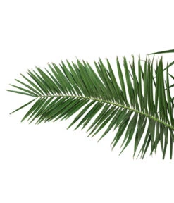 XXL Kanarische Dattelpalme, Ca. 170 Cm 7 XXL Kanarische Dattelpalme, Ca. 170 Cm -Gartenbedarfsgeschäft 8753063 PR DE 001 XXLKanarischeDattelpalme70L