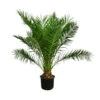 XXL Kanarische Dattelpalme, Ca. 170 Cm -Gartenbedarfsgeschäft 8753063 WE FS 002 PhoenixCanariensis70L DattelpalmeXXL