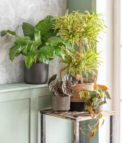 Dehner Seegras-Korb Rob, Rund, Braun/schwarz 10 Dehner Seegras-Korb Rob, Rund, Braun/schwarz -Gartenbedarfsgeschäft 875841 WE MO 001 DracaenaSongofIndiaT24AutumnLeaf