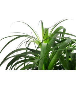 Elefantenfuß, In Seegras-Korb -Gartenbedarfsgeschäft 8772998 WE DE 001 BeaucarneaT24 MonatsangebotJanuar2022 DehnerExpressHerzig