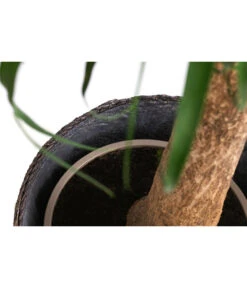 Elefantenfuß, In Seegras-Korb -Gartenbedarfsgeschäft 8772998 WE DE 002 BeaucarneaT24 MonatsangebotJanuar2022 DehnerExpressHerzig