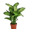 Dieffenbachie - Dieffenbachia Seguine 'Maroba' 2 Dieffenbachie - Dieffenbachia Seguine 'Maroba' -Gartenbedarfsgeschäft 8773871 PR FS 001 DieffenbachiaMarobaT21 DehnerExpressHerzig