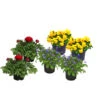 Beet- & Balkonpflanzen-Set Bunter Frühling, 6-teilig -Gartenbedarfsgeschäft 8800021 WE FS 001 BunterFruehlingSetbunt