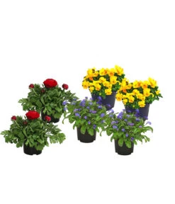 Beet- & Balkonpflanzen-Set Bunter Frühling, 6-teilig