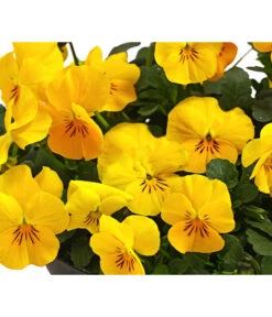 Beet- & Balkonpflanzen-Set Bunter Frühling, 6-teilig -Gartenbedarfsgeschäft 8808214 WE DE 008 HornveilchenViolaCornutaT14