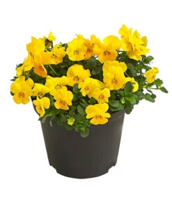 Beet- & Balkonpflanzen-Set Bunter Frühling, 6-teilig -Gartenbedarfsgeschäft 8808214 WE FS 001 ViolaCornutaHornveilchenT14TESTZOOM1107x1106