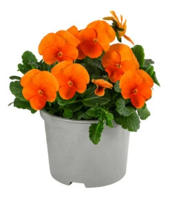 Beet- & Balkonpflanzen-Set Oranger Frühling, 6-teilig 12 Beet- & Balkonpflanzen-Set Oranger Frühling, 6-teilig -Gartenbedarfsgeschäft 8808685 WE FS 005 ViolaCornutaSFOrange10FJ