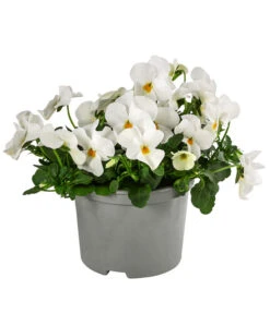 Beet- & Balkonpflanzen-Set Oranger Frühling, 6-teilig 11 Beet- & Balkonpflanzen-Set Oranger Frühling, 6-teilig -Gartenbedarfsgeschäft 8808685 WE FS ViolaCornutaWeissGelb