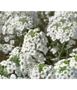 Duftsteinrich -Gartenbedarfsgeschäft 8809568 WE DE 001 LobulariaSnowPrincessKientzler