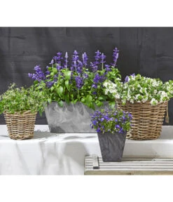 Männertreu 'Blue Eye' -Gartenbedarfsgeschäft 8809592 WE MO 002 MaennertreuSutera