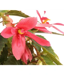 Hängebegonie, Verschiedene Sorten -Gartenbedarfsgeschäft 8809741 PR DE 001 HaengebegonieBoliviensisT12DehnerExpressHerzig