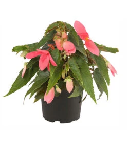 Hängebegonie, Verschiedene Sorten -Gartenbedarfsgeschäft 8809741 PR FS 001 HaengebegonieBoliviensisT12DehnerExpressHerzig