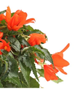 Hängebegonie, Verschiedene Sorten -Gartenbedarfsgeschäft 8809741 WE DE 001 HaengebegonieBegoniaBoliviensisT12OWDehnerExpressHerzig