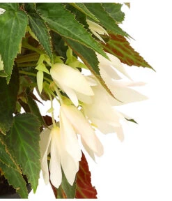 Hängebegonie, Verschiedene Sorten -Gartenbedarfsgeschäft 8809741 WE DE 002 HaengebegonieBoliviensisDehner