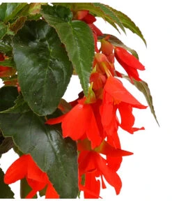 Hängebegonie, Verschiedene Sorten -Gartenbedarfsgeschäft 8809741 WE DE 003 HaengebegonieBoliviensisDehner