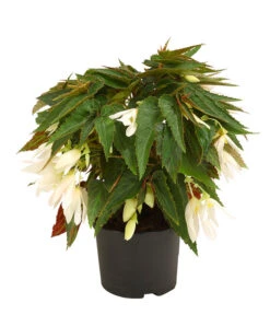 Hängebegonie, Verschiedene Sorten -Gartenbedarfsgeschäft 8809741 WE FS 002 HaengebegonieBoliviensisDehner