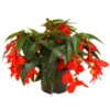 Hängebegonie, Verschiedene Sorten -Gartenbedarfsgeschäft 8809741 WE FS 003 HaengebegonieBoliviensisDehnerOW