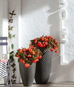 Hängebegonie, Verschiedene Sorten -Gartenbedarfsgeschäft 8809741 WE MO 001 BegoniaBoliviensis GC06 2022 02