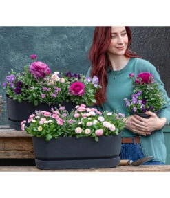 Pflanzen-Trio Frühjahr In Pastell -Gartenbedarfsgeschäft 8809857 WE MO 001 FruehlingRosa 1