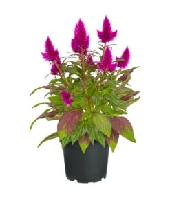 Federbusch 'Venezuela'