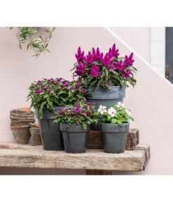 Federbusch 'Venezuela' -Gartenbedarfsgeschäft 8810657 WE MO 001 Celosia