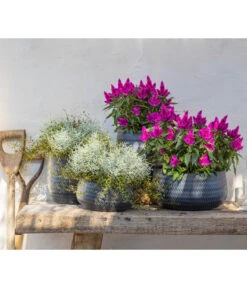 Federbusch 'Venezuela' -Gartenbedarfsgeschäft 8810657 WE MO 002 Celosia