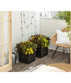 Buntnessel-Trio - Solenostemon Scutellarioides -Gartenbedarfsgeschäft 8811127 WE MO 001 SolenostemonBuntnesselT13 BestOf 2022 Header Querformt