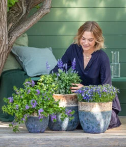 Männertreu 'Blue Eye' -Gartenbedarfsgeschäft 8811143 WE MO 001 BlaueMauritius