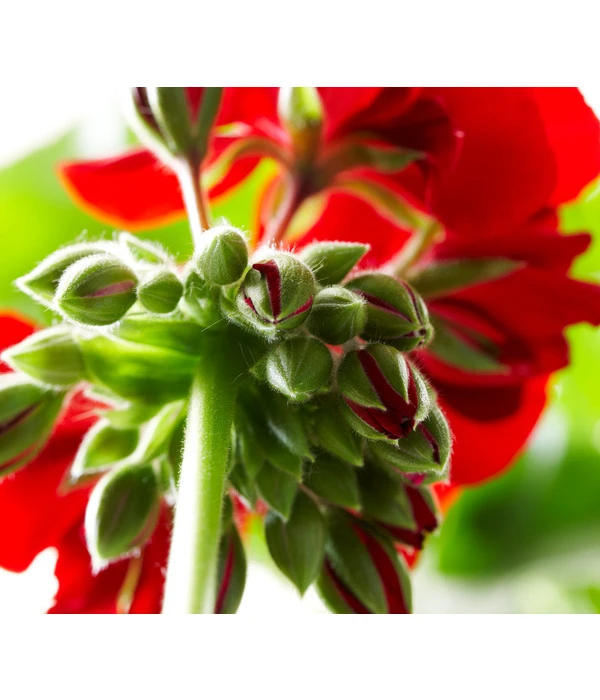 Bodendeckergeranie 'Rubin' 9 Bodendeckergeranie 'Rubin' – Bild 7