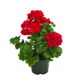 Bodendeckergeranie 'Rubin'