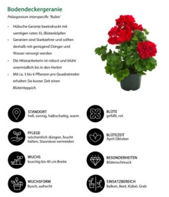 Bodendeckergeranie 'Rubin' 14 Bodendeckergeranie 'Rubin' -Gartenbedarfsgeschäft 8813008 WE IG 001 Bodendeckergeranie