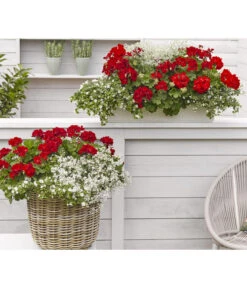 Bodendeckergeranie 'Rubin' 11 Bodendeckergeranie 'Rubin' -Gartenbedarfsgeschäft 8813008 WE MO 002 GeranieRubinEuphorbiaDiamondfrostRenner