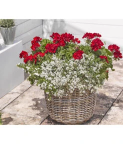 Bodendeckergeranie 'Rubin' 13 Bodendeckergeranie 'Rubin' -Gartenbedarfsgeschäft 8813008 WE MO 004 GeranieRubinEuphorbiaDiamondfrostRenner