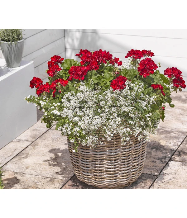 Bodendeckergeranie 'Rubin' 7 Bodendeckergeranie 'Rubin' – Bild 5