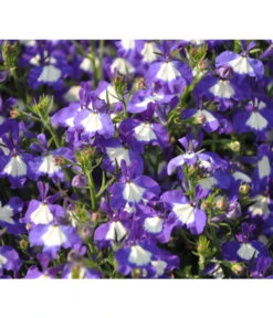 Männertreu 'Blue Eye' -Gartenbedarfsgeschäft 8815649 WE DE 002LobeliaErinusBlueEyeJPR2012StefanGloede