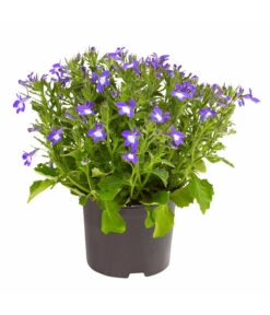 Männertreu 'Blue Eye'