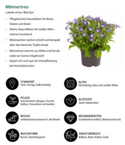 Männertreu 'Blue Eye' -Gartenbedarfsgeschäft 8815649 WE IG 001 Maennertreu