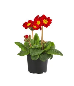 Stängelprimel, Verschiedene Farben -Gartenbedarfsgeschäft 8816498 PR FS 001 PrimelStaengelprimelPrimulaT12DehnerExpressHerzig